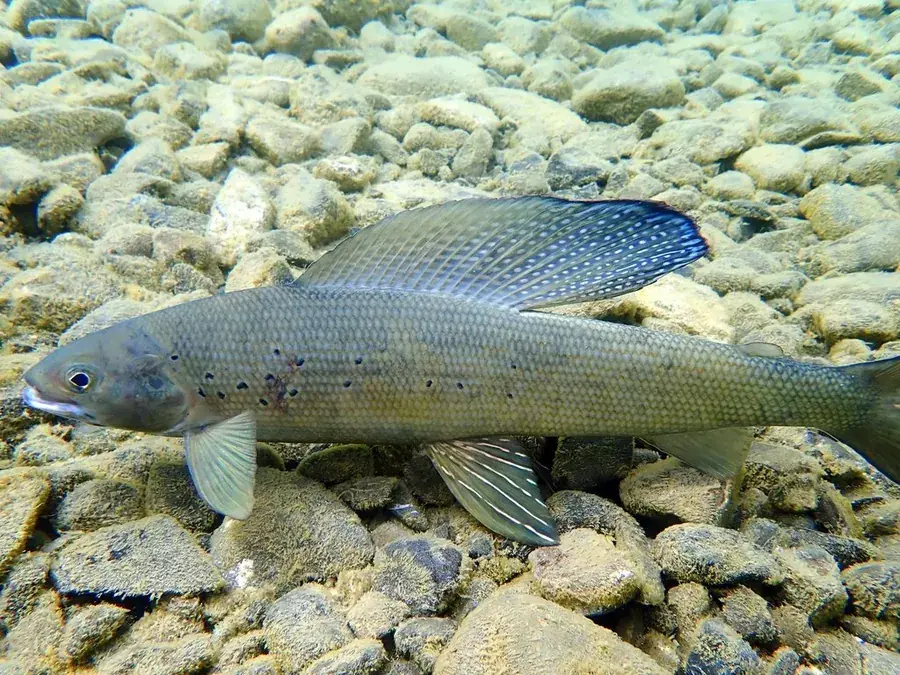 Arctic grayling (Thymallus arcticus)