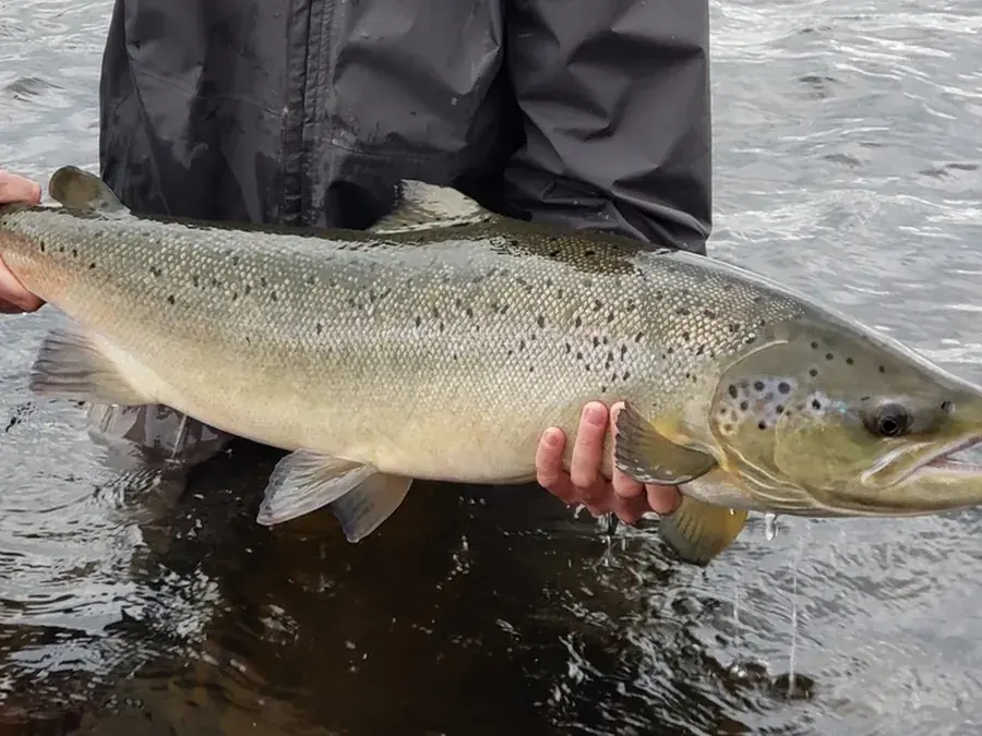 Atlantic salmon (Salmo salar)