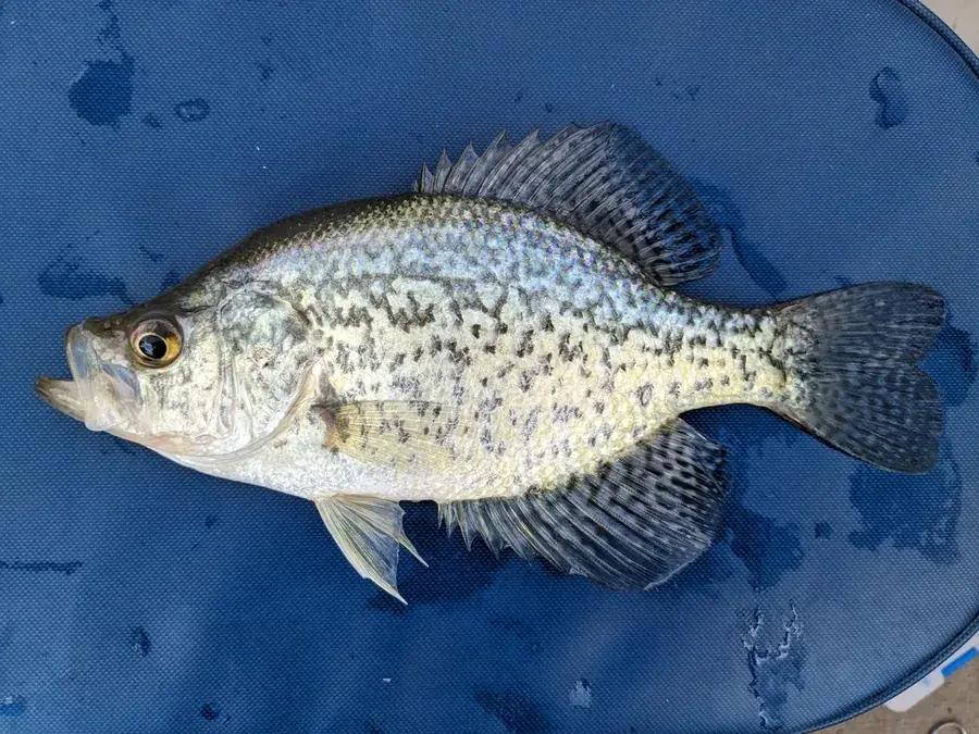 Black crappie (Pomoxis nigromaculatus)