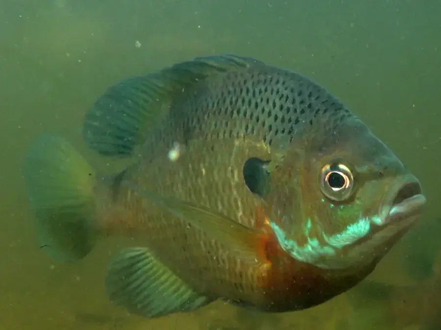 Bluegill (Lepomis macrochirus)