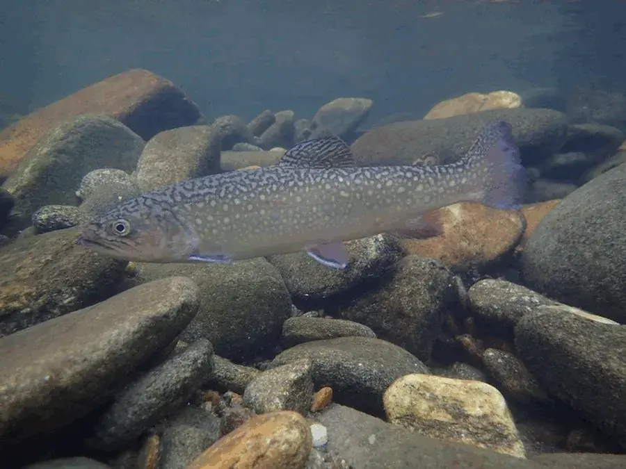 Brook trout (Salvelinus fontinalis)