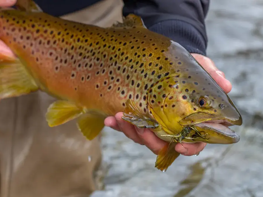Brown trout (Salmo trutta)