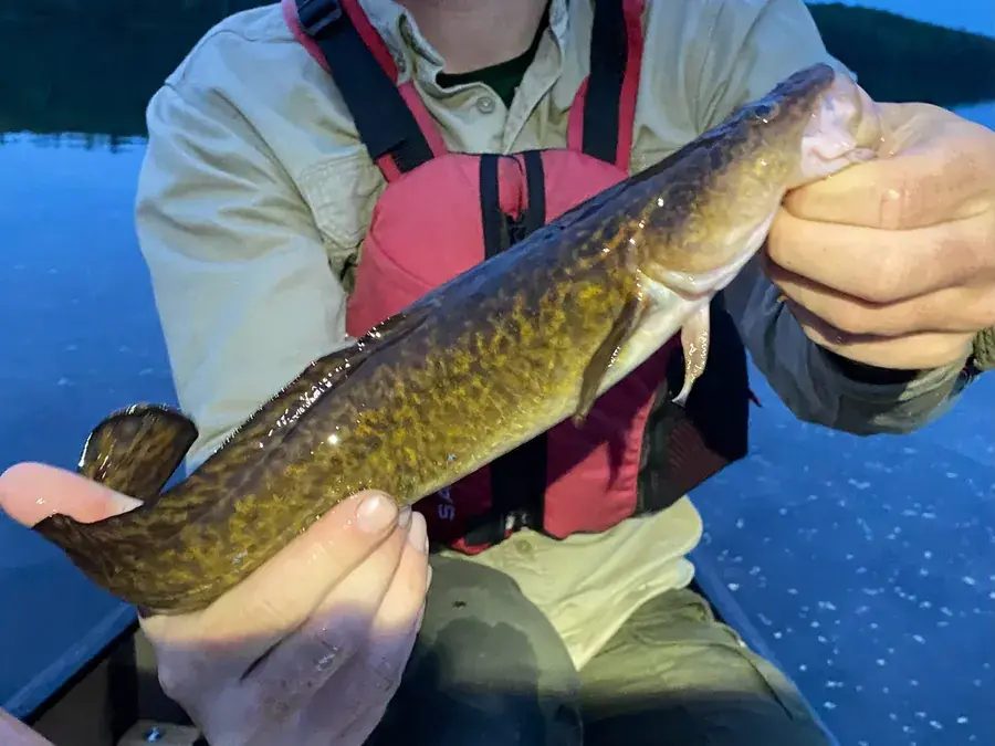 Burbot (Lota lota)