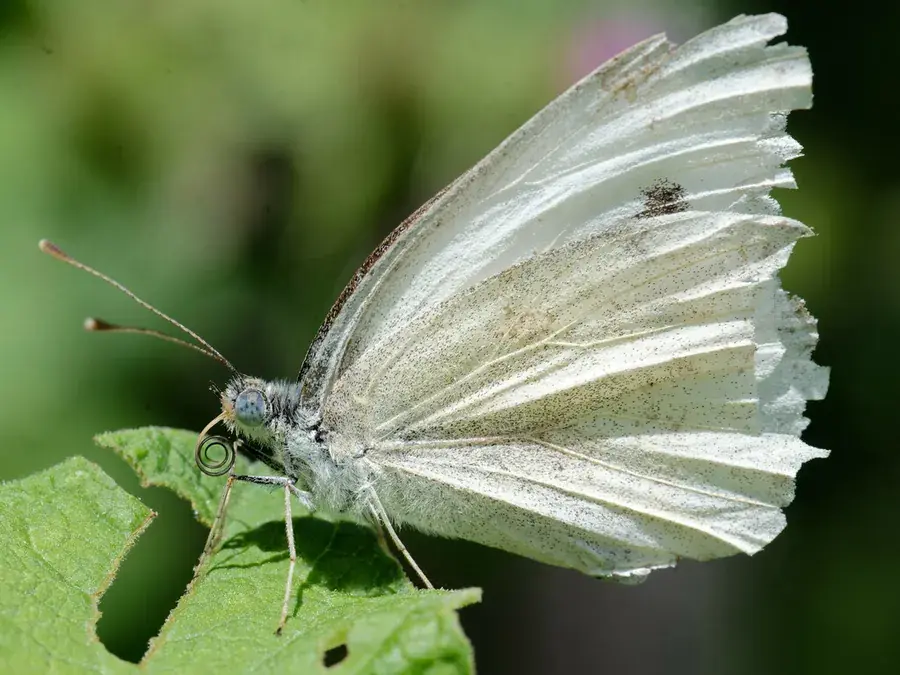 Cabbage white (Pieris rapae)