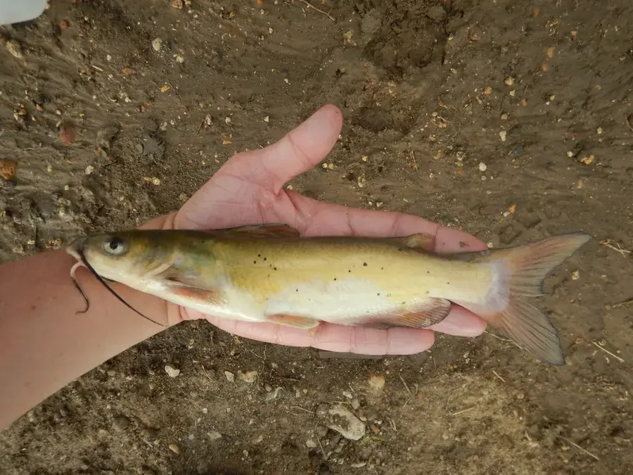 Channel catfish (Ictalurus punctatus)