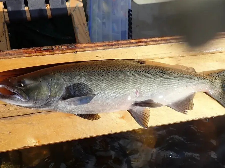 Chinook salmon (Oncorhynchus tshawytscha)