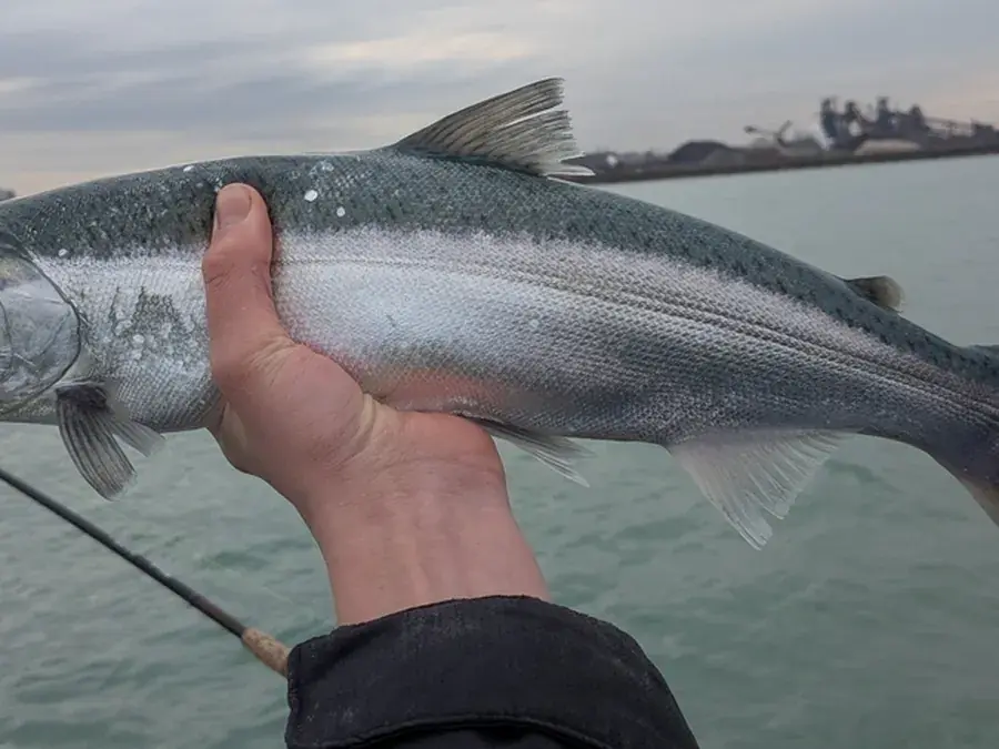 Coho salmon (Oncorhynchus kisutch)