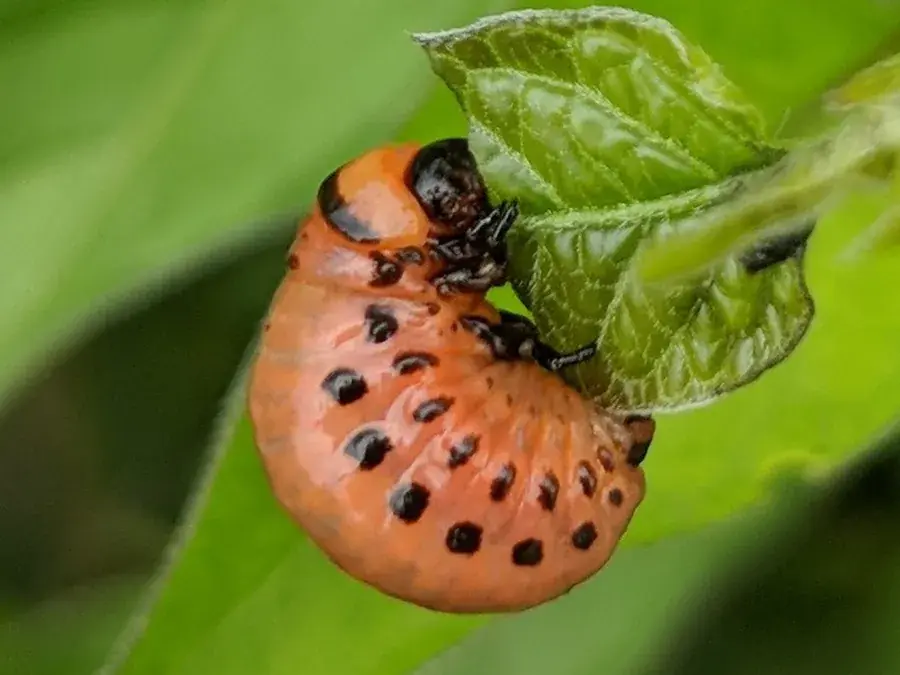 Colorado potato beetle (Leptinotarsa decemlineata)