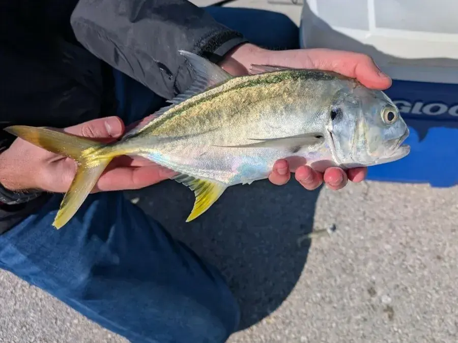 Crevalle jack (jack crevalle) (Caranx hippos)