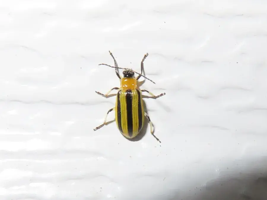 Cucumber beetle (Acalymma vittatum)