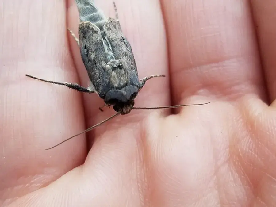 Cutworms (Noctuidae)