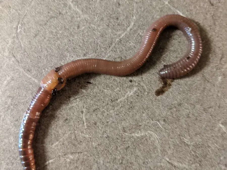 Earthworm (Lumbricus terrestris)