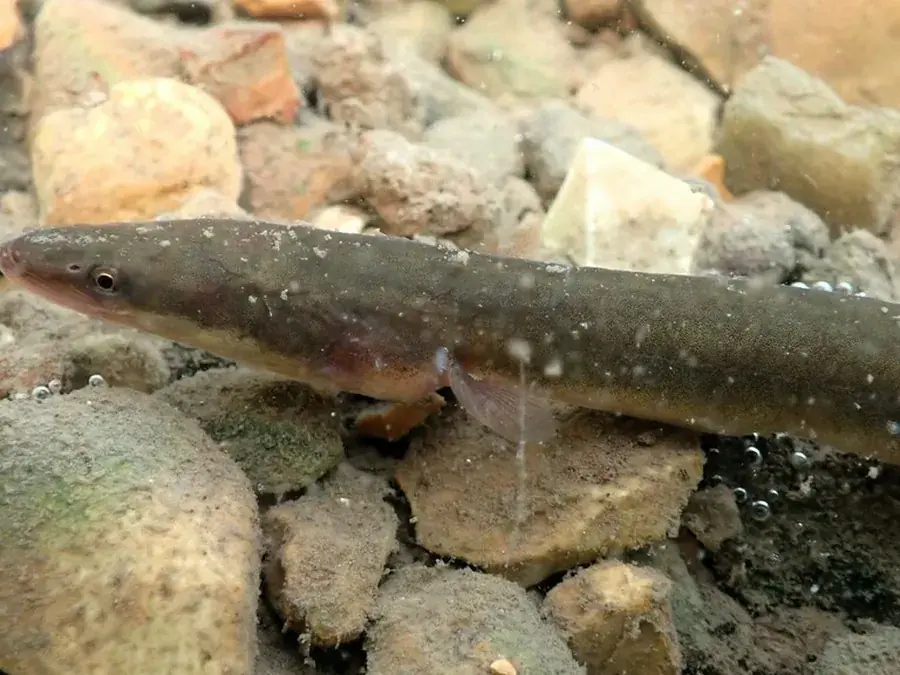 European eel (Anguilla anguilla)