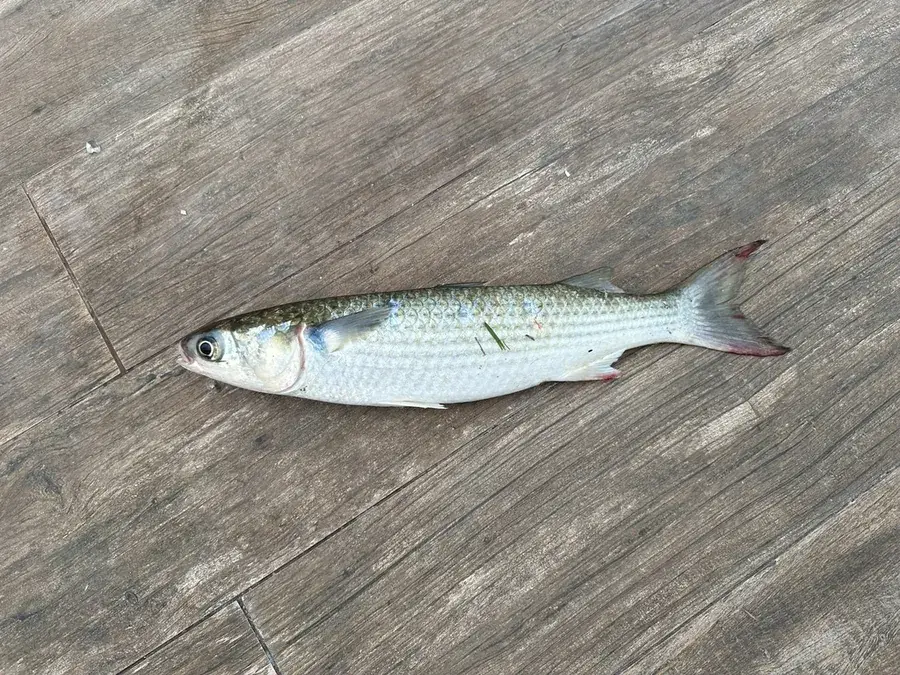 Flathead grey mullet (striped mullet) (Mugil cephalus)