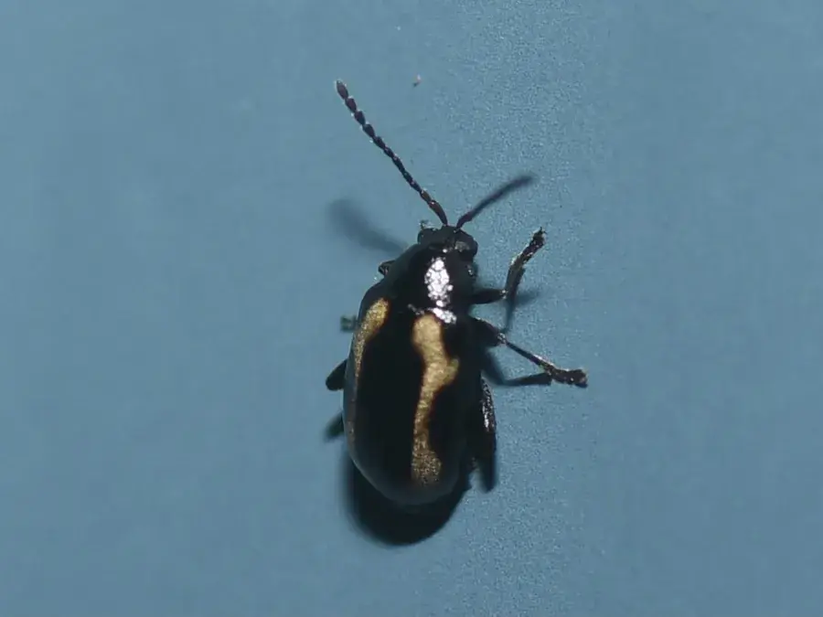 Flea beetle (Alticini)