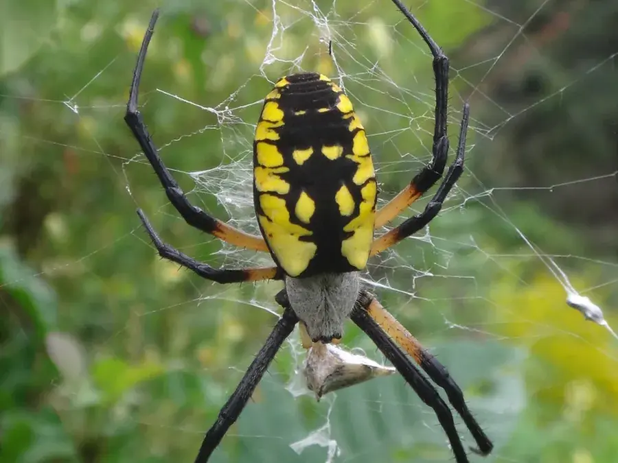 Garden orb weaver (Argiope aurantia)