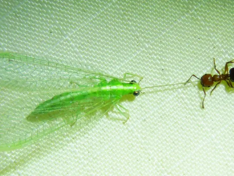 Green lacewing (Chrysoperla spp.)