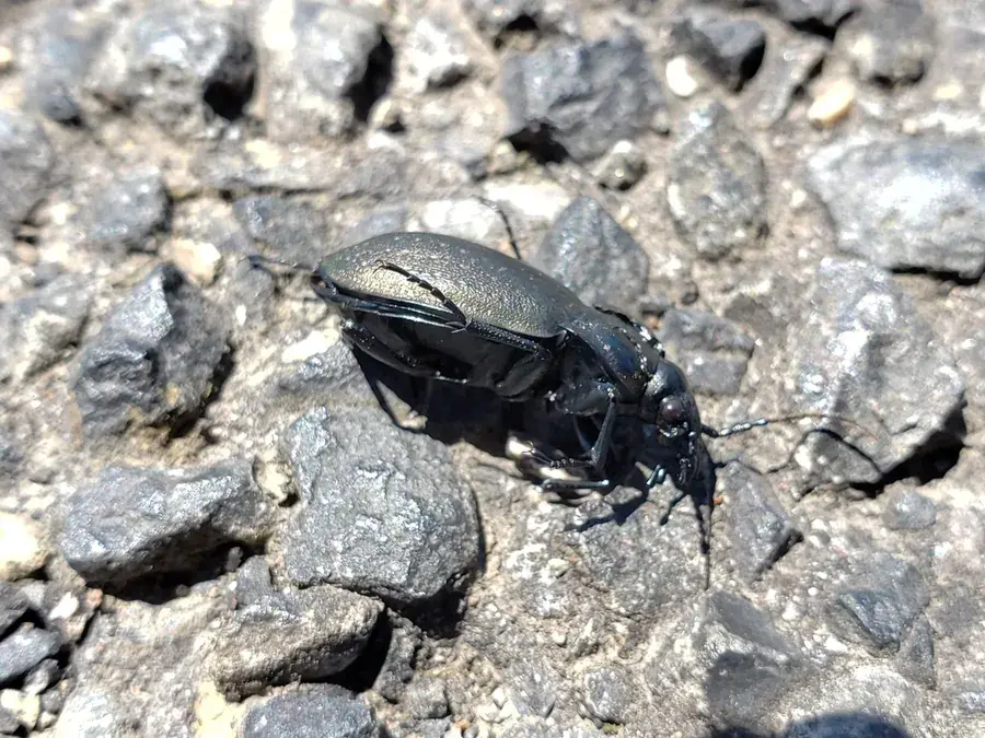 Ground beetle (Carabidae)