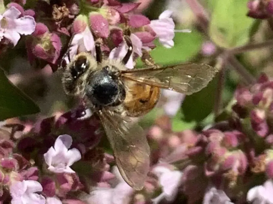 Honey bee (Apis mellifera)