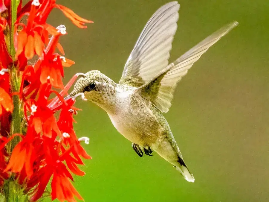 Ruby-throated hummingbird (Archilochus colubris)
