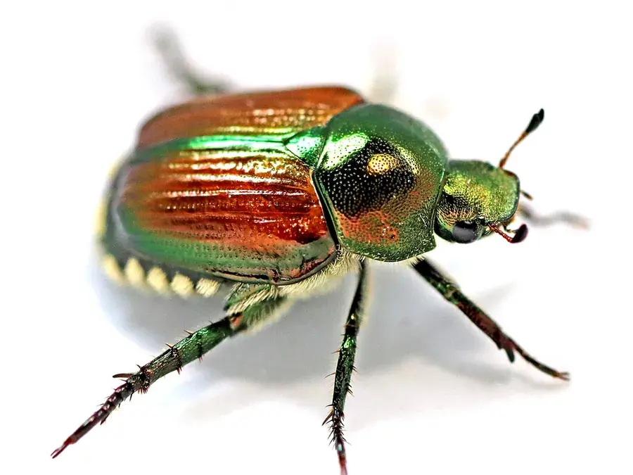 Japanese beetle (Popillia japonica)