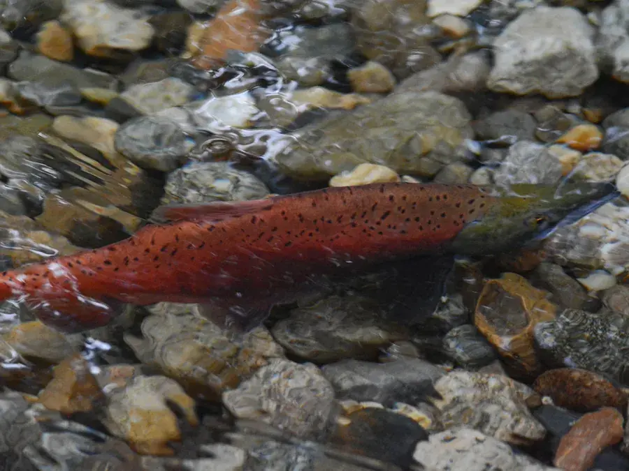 Kokanee (Oncorhynchus nerka)