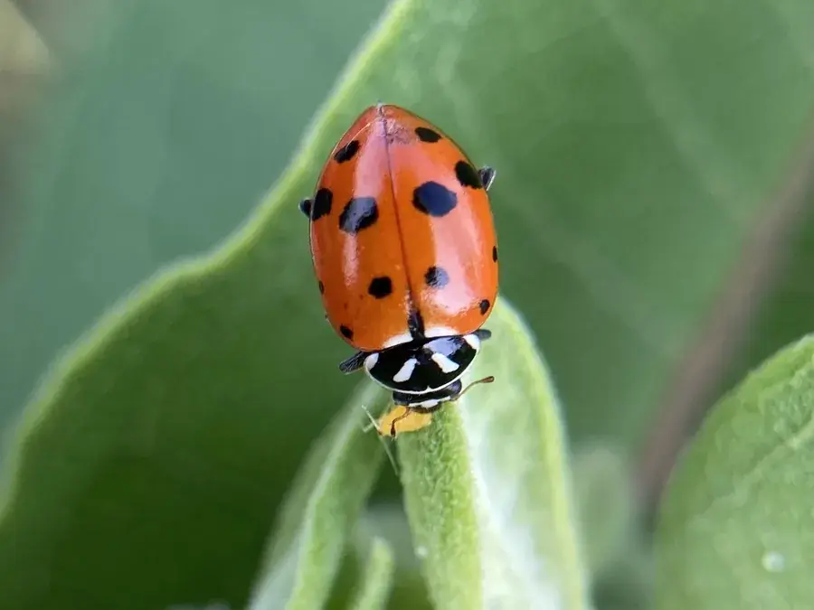 Lady beetle (Coccinellidae)
