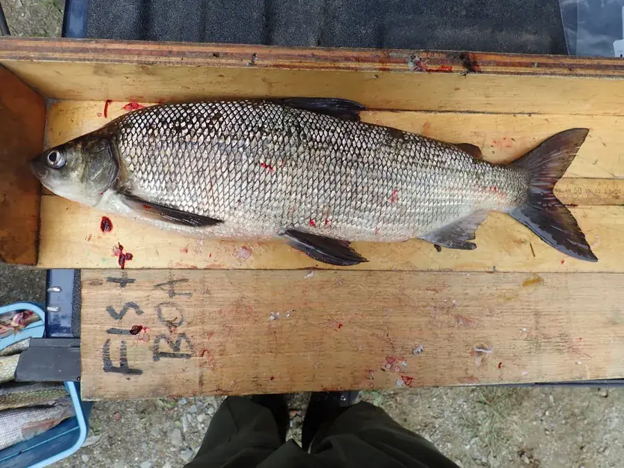 Lake whitefish (Coregonus clupeaformis)