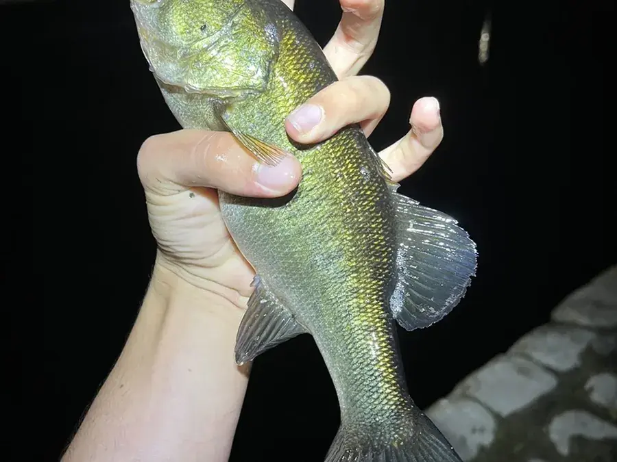 Largemouth bass (Micropterus salmoides)