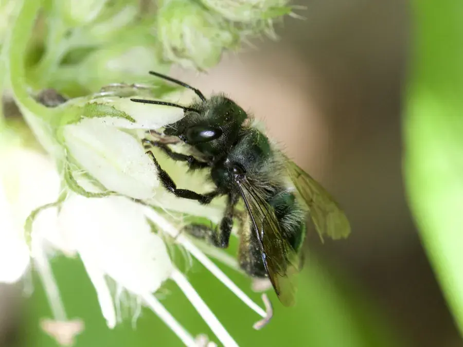Mason bee (Osmia spp.)