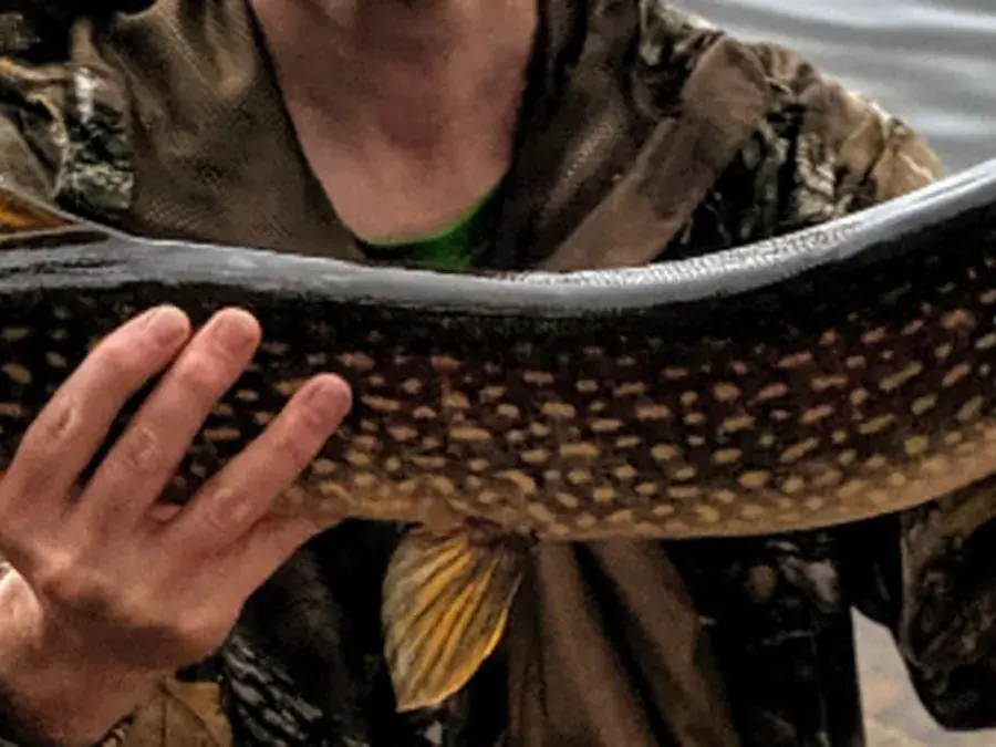Northern pike (Esox lucius)