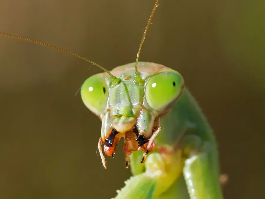 Praying mantis (Mantidae)