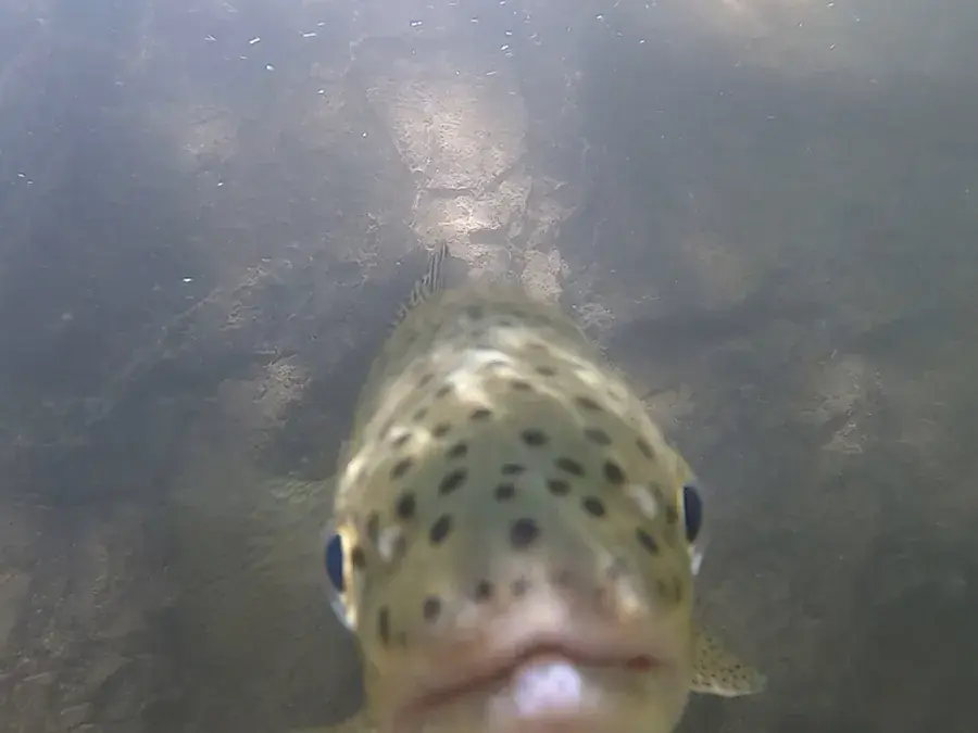 Rainbow trout (Oncorhynchus mykiss)