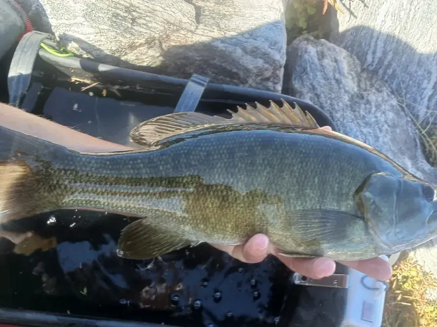 Smallmouth bass (Micropterus dolomieu)