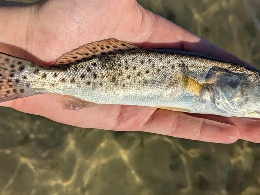 Speckled trout (spotted seatrout) (Cynoscion nebulosus)