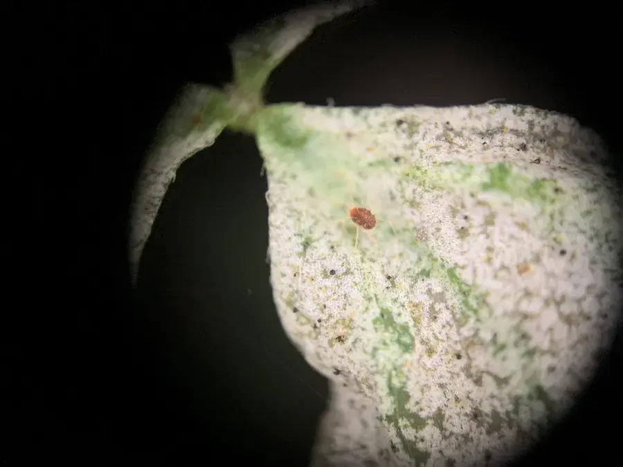 Spider mites (Tetranychus urticae)