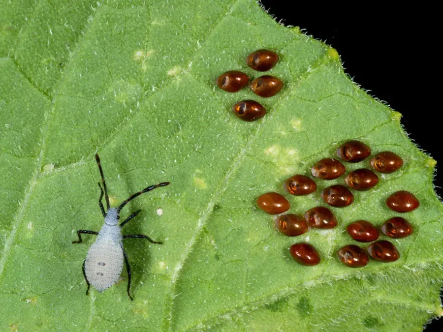 Squash bug (Anasa tristis)