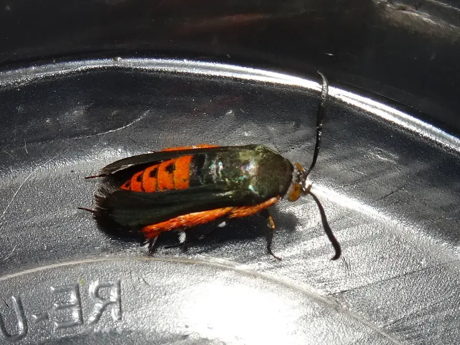Squash vine borer (Melittia cucurbitae)