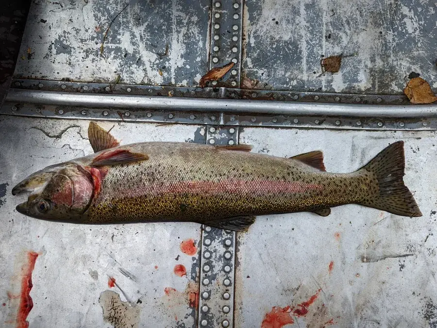 Steelhead (Oncorhynchus mykiss)