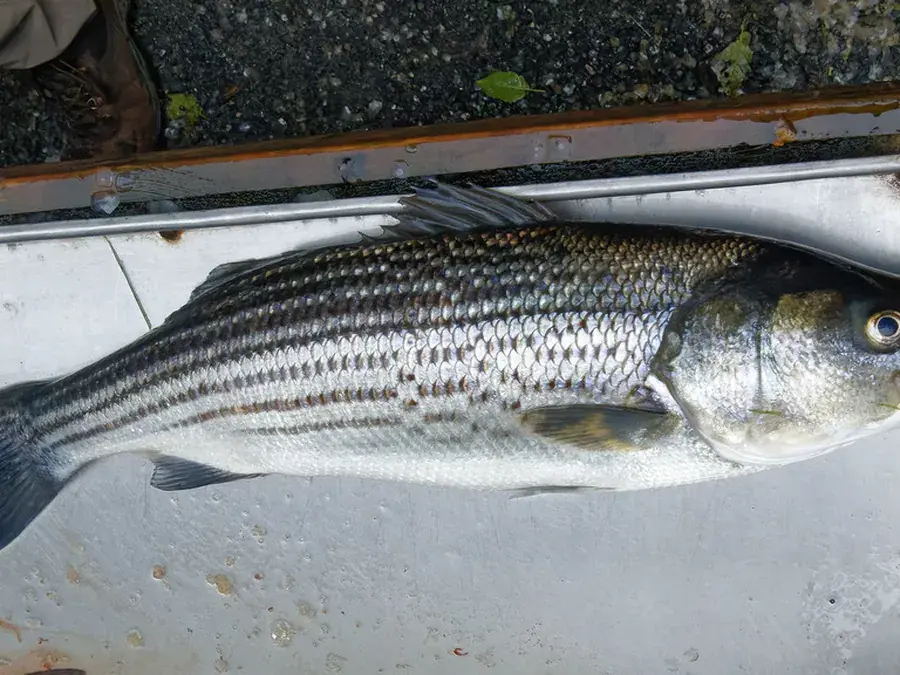 Striped bass (Morone saxatilis)