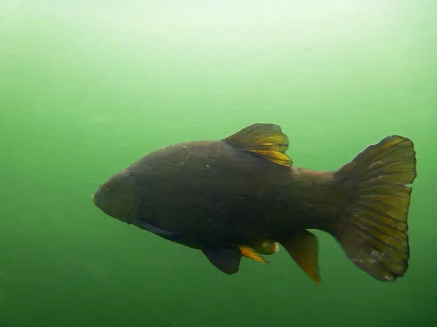 Tench (Tinca tinca)