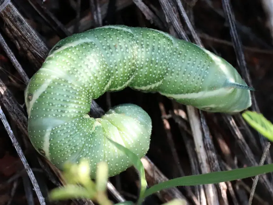 Tomato hornworm (Manduca quinquemaculata)