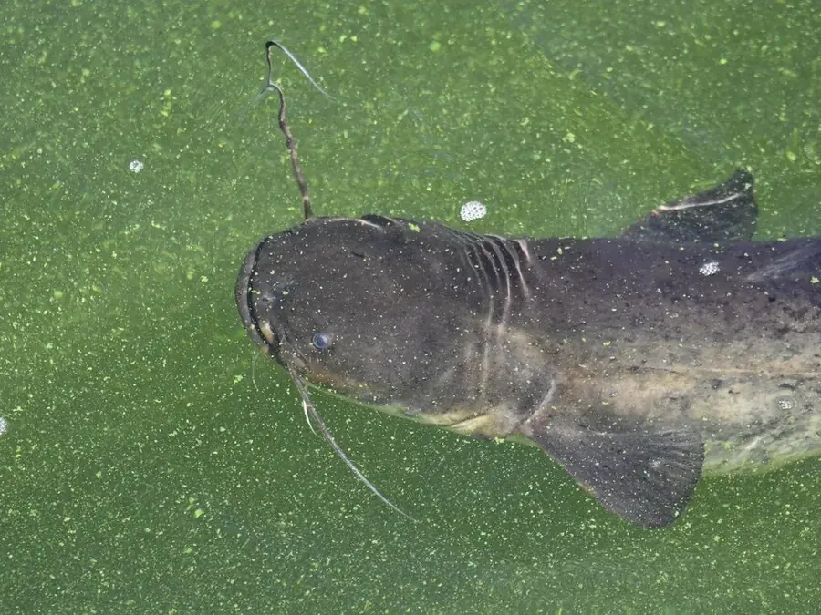 Wels catfish (Silurus glanis)