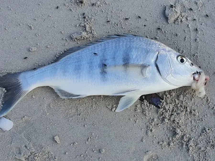 White steenbras (pignose grunter) (Lithognathus lithognathus)