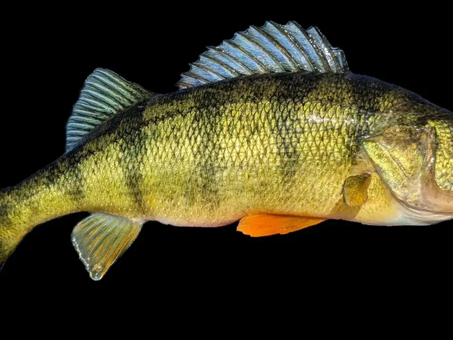 Yellow perch (Perca flavescens)
