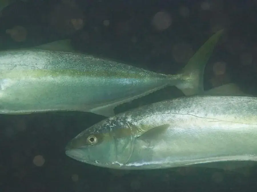 Yellowtail (Cape yellowtail) (Seriola lalandi)