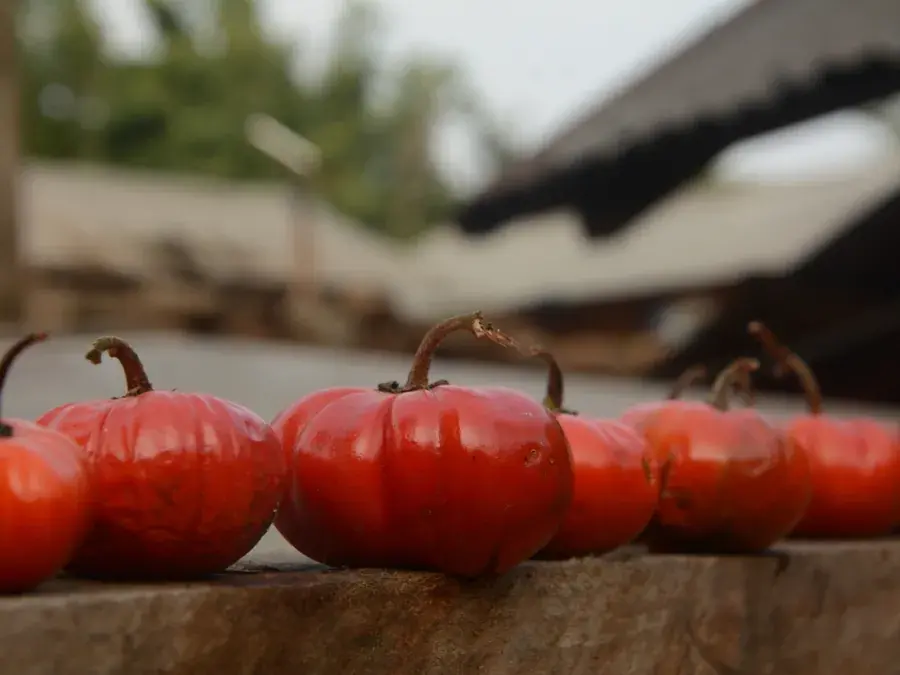 African eggplant (garden egg)