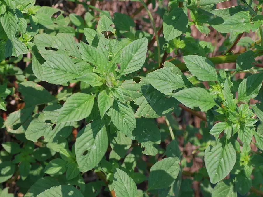 Leaf amaranth