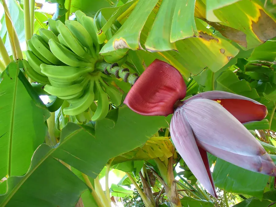 Bananas and plantains