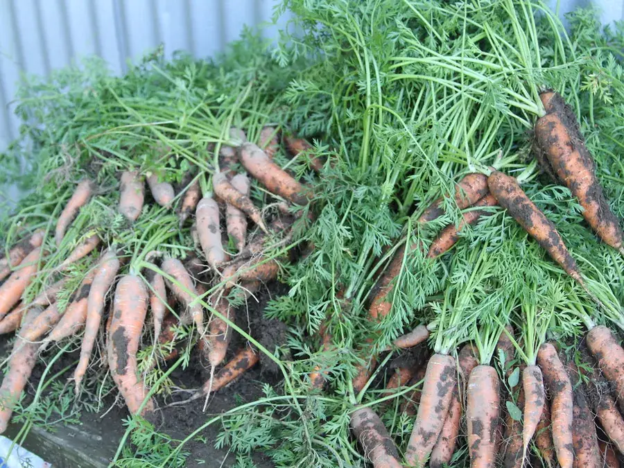 Carrots